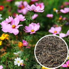 Bulk quantity Top quality mixed colors  Cosmos bipinnata flower seeds